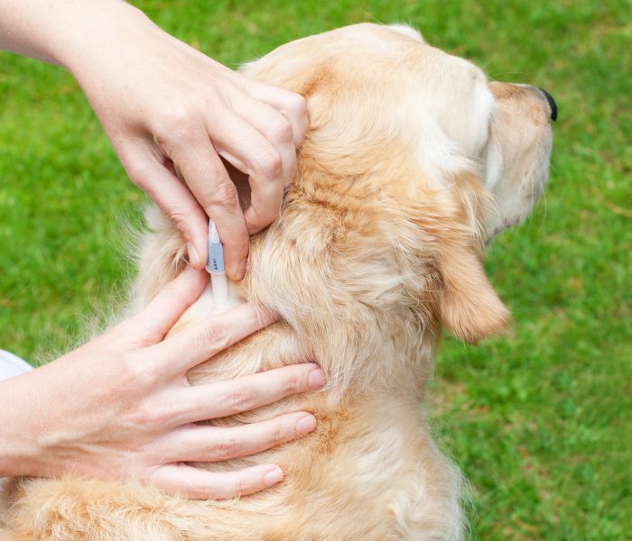 A person dripping drops to dog