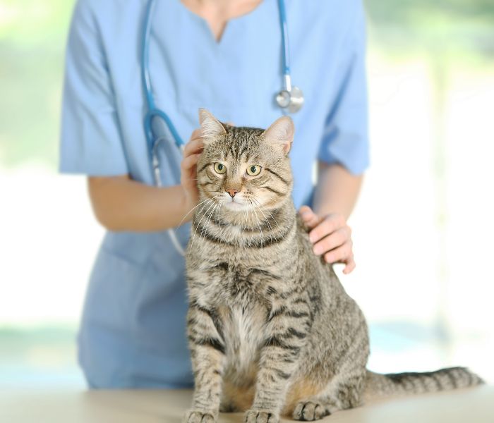 A veterinarian petting a cat