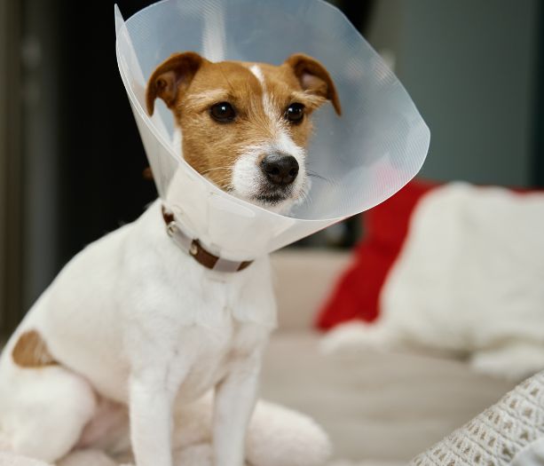 Dog wearing medical plastic collar