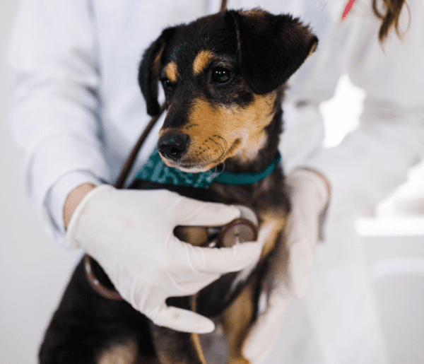 Vet examining dog